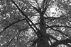 Photograph of a tree, with sunlight through the leaves.