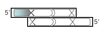 DNA Strand