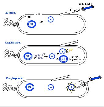 Cartoon of phage life cycle.