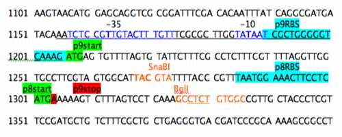 Refactoring_Gene.