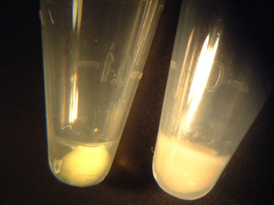 Close-up photo of two small plastic Eppendorf tubes, each with a pellet in some liquid at the botton of the tube.