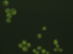 Photo of several live cells, and an outline drawing showing the locations and numbers of cells in the photo.