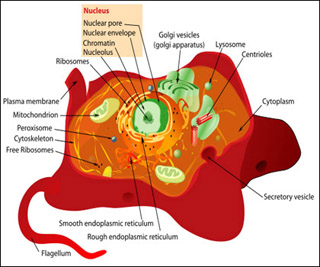 Animal cell with organelles labelled.