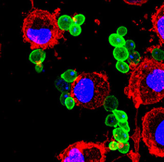 Saccharomyces cerevisiae yeast being endocytosed and destroyed by dendritic cells.