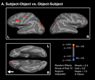 A graphic demonstrating BOLD signal activations in the brain.