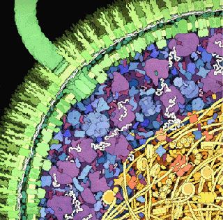 An illustration of a cross-section of a small portion of an E. coli cell, showing the cell wall, the cytoplasmic area packed with ribosomes, tRNA, mRNA, enzymes, and the nucleus filled with DNA.