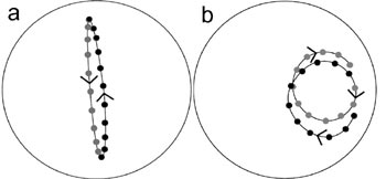 inertial circles