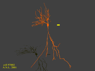 Still of animated 3D reconstruction of a DCN fusiform cell.